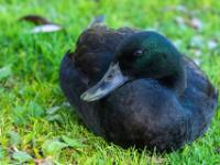 Smaragdente Männchen